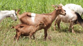 Goats on a farm, Lucala, Angola 31