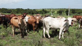 Cattle on a farm, Lucala, Angola 94