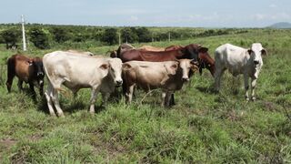 Cattle on a farm, Lucala, Angola 98