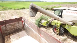 Corn harvester in action 14