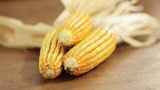 Dried Corn, Yellow Corncob 1