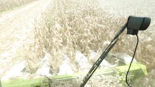 Corn harvester in action 6