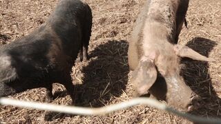 PIGS on a farm, Lucala, Angola 3