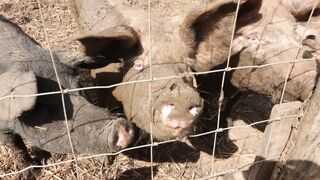 PIGS on a farm, Lucala, Angola 4