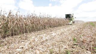 Corn harvester in action 11