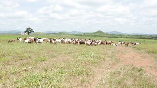 Goats on a farm, Lucala, Angola 2