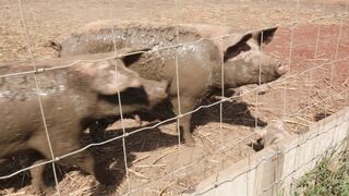 PIGS on a farm, Lucala, Angola 6