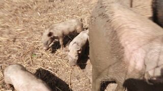 PIGS on a farm, Lucala, Angola 8