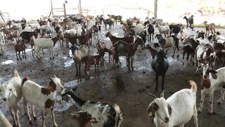 Goats on a farm, Lucala, Angola 55