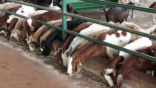 Goats on a farm, Lucala, Angola 44