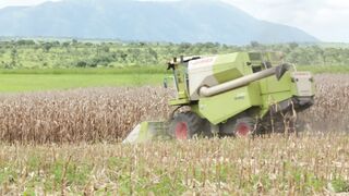 Corn harvester in action 2