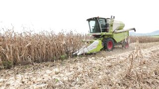 Corn harvester in action 9