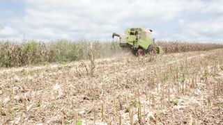 Corn harvester in action 13