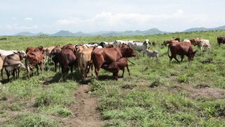 Cattle on a farm, Lucala, Angola 92