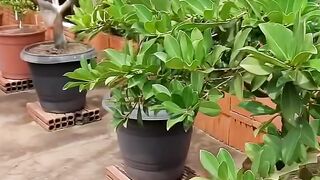 A paixão de Cultivar Frutíferas em Vasos | INCRÍVEL!!