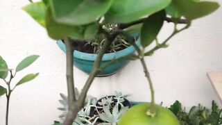 7 frutíferas para ter em vaso