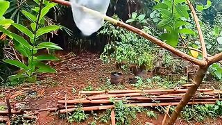 Horta em Casa. O JEITO CERTO para plantar e cultivar árvores