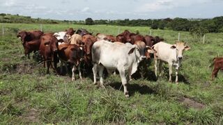 Cattle on a farm, Lucala, Angola 103