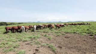 Cattle on a farm, Lucala, Angola 91