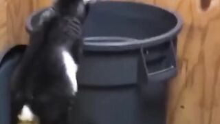 Bora Rir!  Divirta-se - Funny Pets #79