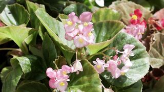 BEGONIA PLANT 1