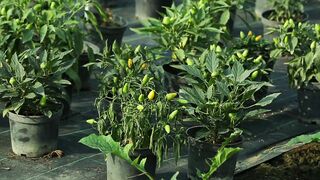 SPICY CHILLI PLANT