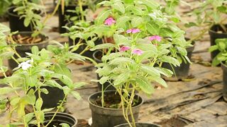 PLANT CATARANTHUS ROSEUS 1