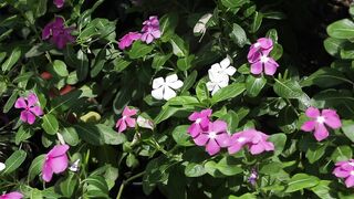 PLANT CATARANTHUS ROSEUS