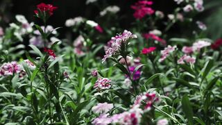 PLANT DIANTHUS 2