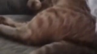 Bora Rir!  Divirta-se - Funny Pets #80