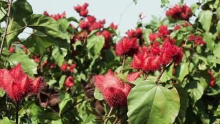 COCOA FLOWER 5