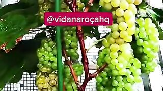 COMO TER UVAS NO VASO EM CASA OU APARTAMENTO