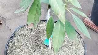 CULTIVO DE FRUTÍFERAS EM VASOS | INCRÍVEL!!