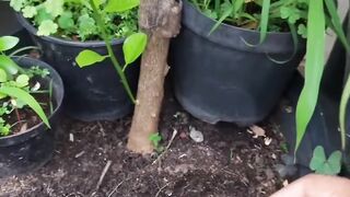 Esse Adubo faz as Frutíferas estourarem de tantos frutos