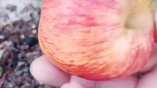 como plantar maçã em vaso
