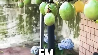 como plantar maracujá em vaso e produzir muito !