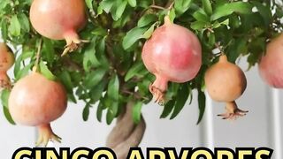 CINCO ARVORES FRUTIFERAS EM VASOS PARA TER EM CASA