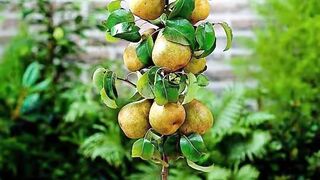 10 Àrvores Frutíferas para Plantar em Vasos