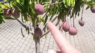 Esse Manejo Faz o Pé de Manga Produzir Manga Baixinha