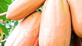 Como plantar mamão no vaso e produzir baixinho