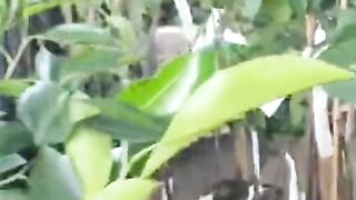 Plantas Frutiferas no vaso