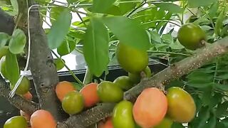 Frutas no Vaso! Siriguela Plantada em Vaso, Doce e Saudável.