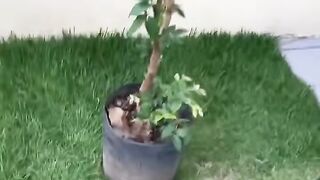 Como plantar Frutíferas