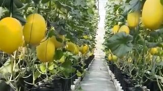 Cultivar melão em vasos é totalmente possível, e os resultados são incríveis