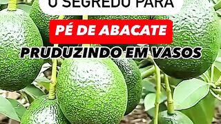 PÉ DE ABACATE PRODUZINDO EM VASOS