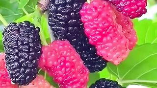 Como Plantar Amora: Guia Completo para Cultivo e Colheita de Frutas Saudáveis