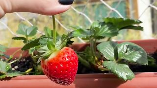 como plantar morangos em vaso