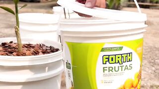 Pomar em vasos adubação com Forth Frutas