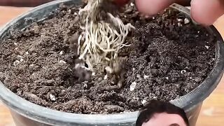 Como plantar morango em casa!