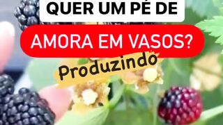 Como ter um pé de amora em vasos